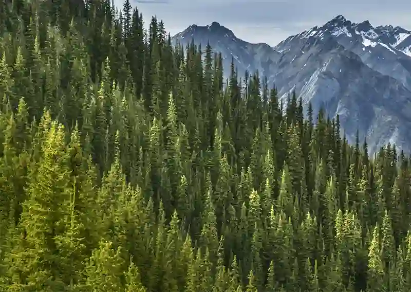 Forest