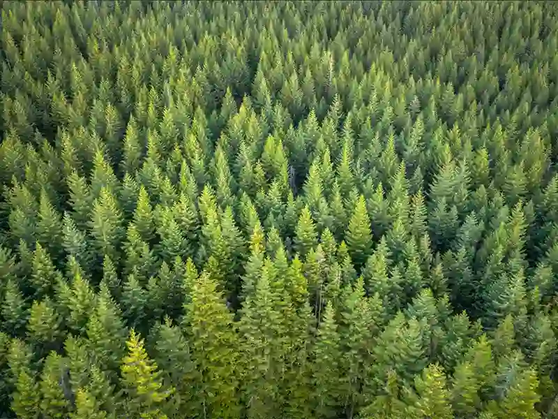 Forest