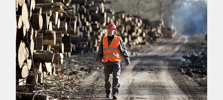 forest-sector jobs