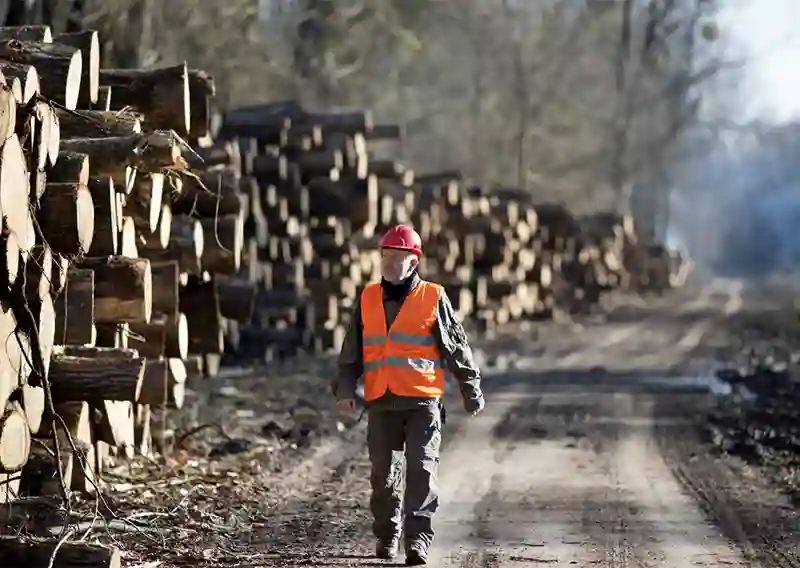 forest-sector jobs