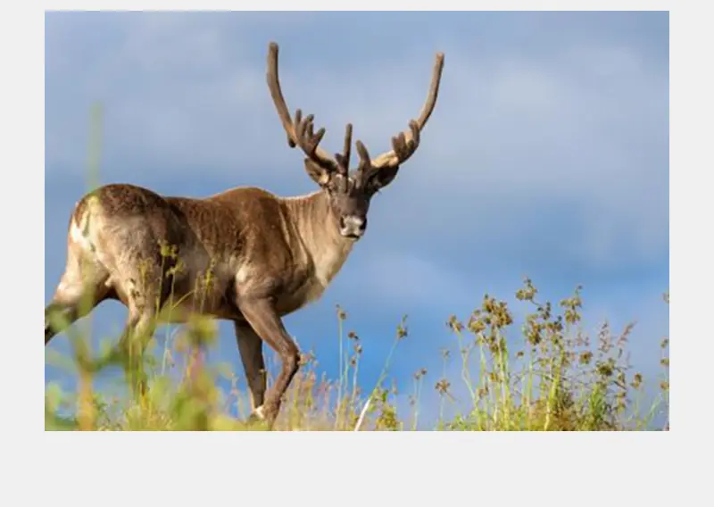 FSC Forest Week 2025 runs Sept 20–26 with the theme Do one thing for forests. 