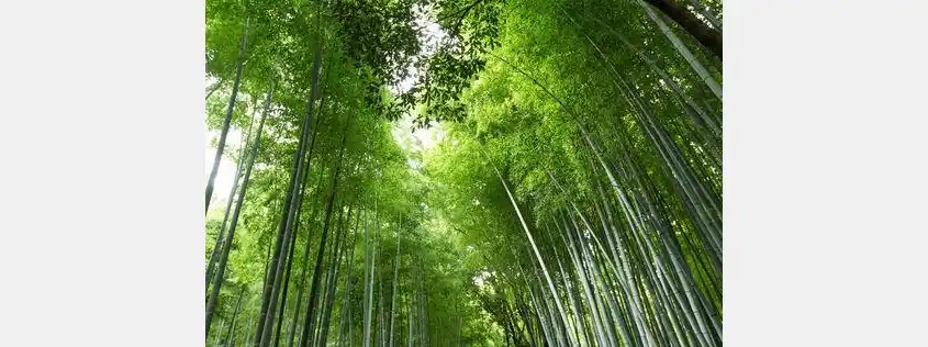 Launching this February, the FSC podcast series explores forests as climate solutions