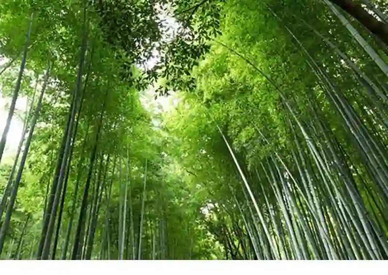 Launching this February, the FSC podcast series explores forests as climate solutions