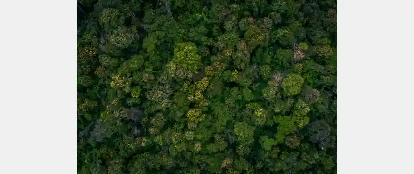 Public Consultation Notice: Intact Forest Landscapes in Canada 