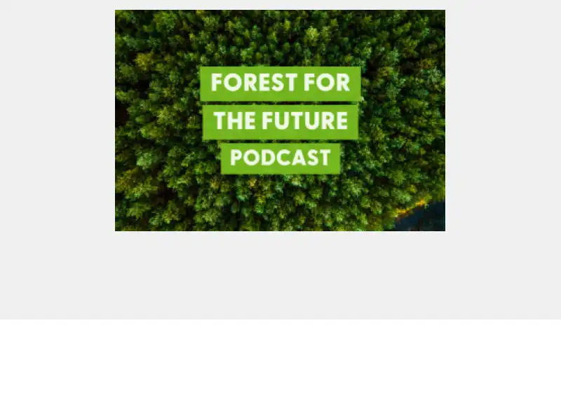 Podcast: Demystifying FSC Chain of Custody audits