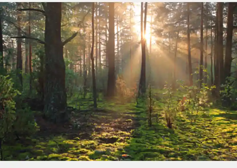Forest