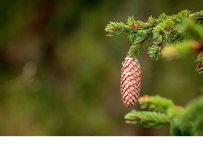 FSC Canada is honoured to welcome both new and returning members