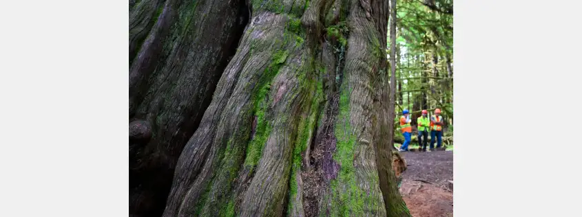 Taan Forest becomes Canada’s first FSC Verified Impact forest