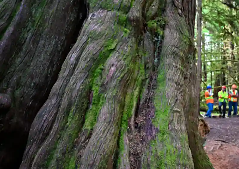 Taan Forest becomes Canada’s first FSC Verified Impact forest