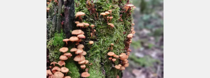 A new edition of FSC’s impact investing guid