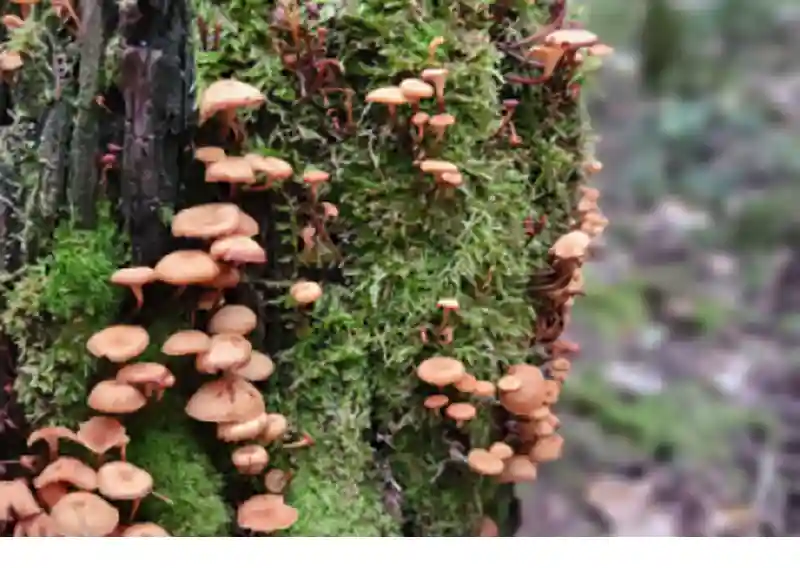 A new edition of FSC’s impact investing guid