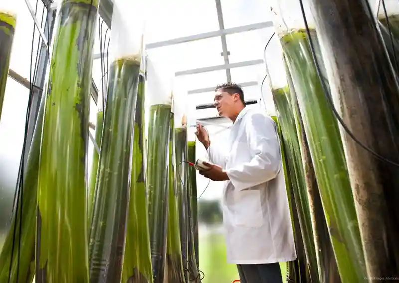 EU Launches New Strategy to Scale the Bioeconomy
