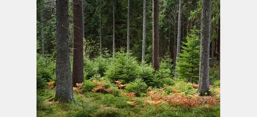 Stora Enso Plans Demerger of Swedish Forest Assets