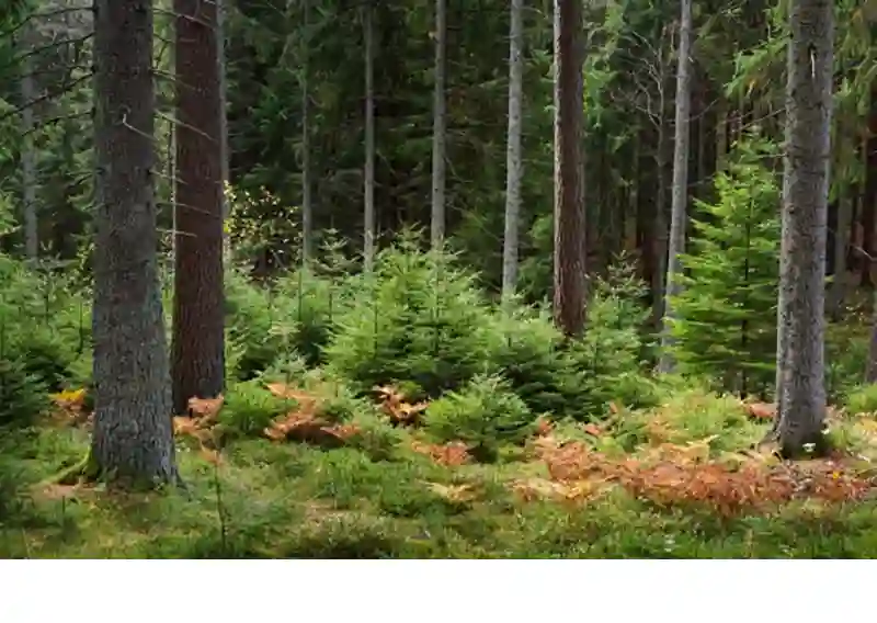 Stora Enso Plans Demerger of Swedish Forest Assets