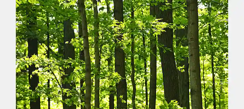 UPM Strengthens Pulpwood Supply through Versowood Deal
