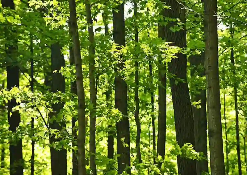 UPM Strengthens Pulpwood Supply through Versowood Deal
