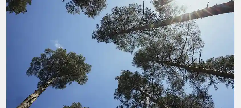 Södra Agrees to Sell Its Stake in Sunpine