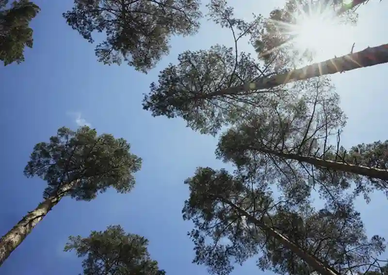 Södra Agrees to Sell Its Stake in Sunpine