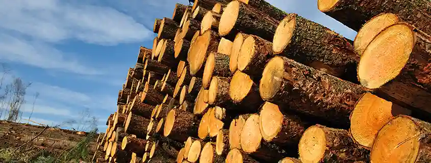 Europe’s Lumber Market Tightens Through 2030
