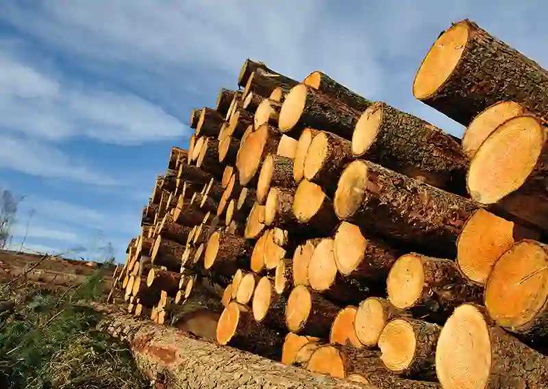 Europe’s Lumber Market Tightens Through 2030