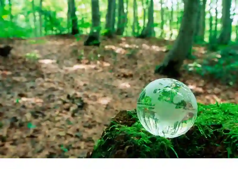 New report: the US, Canada, and Europe face diverging paths in softwood lumber