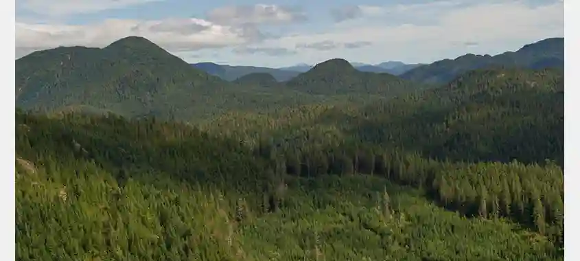 BC’s coastal forest sector faces a deepening crisis