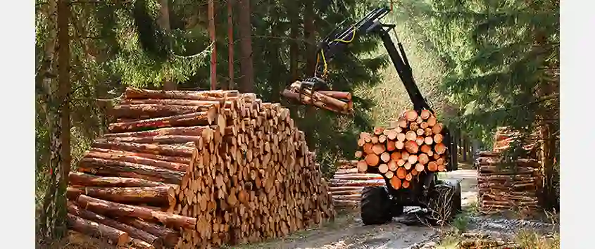 GreenFirst Navigates Market Uncertainty and Tariff Pressures