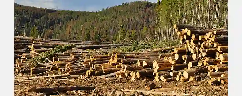 Canada Highlights Budget Investments to Boost Forest Sector