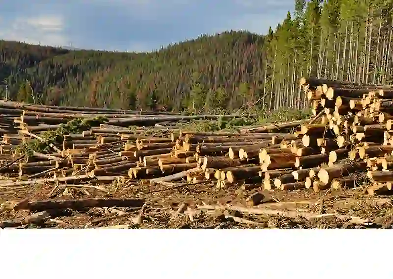 Canada Highlights Budget Investments to Boost Forest Sector