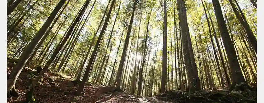 FPAC and AF&PA criticize latest EU deforestation rules