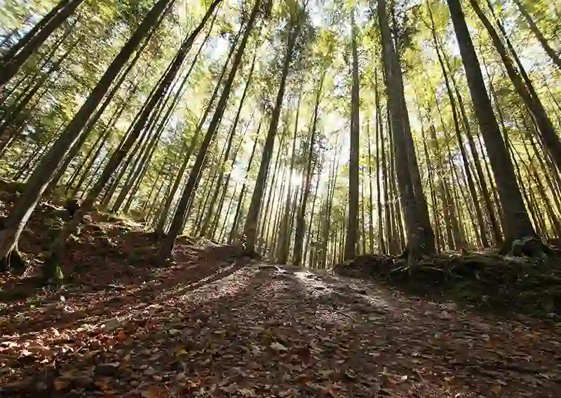 FPAC and AF&PA criticize latest EU deforestation rules