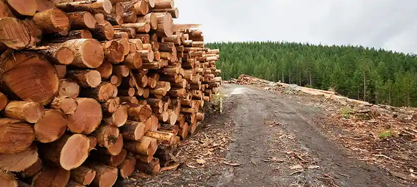 Canada withdraws some challenges to U.S. lumber duties