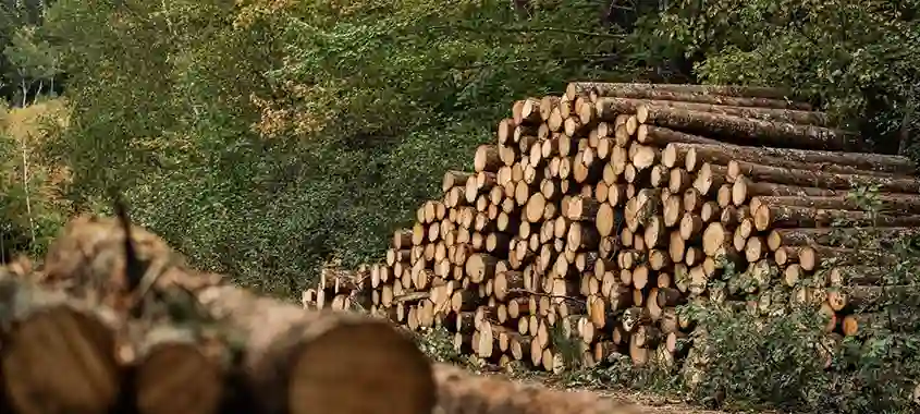 Logs harvested from forestry operations in Canada