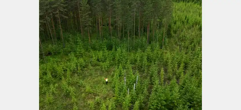 Metsä Group Launches Own PEFC Scheme