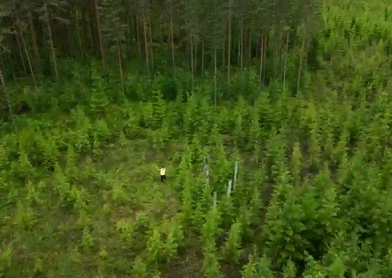 Metsä Group Launches Own PEFC Scheme