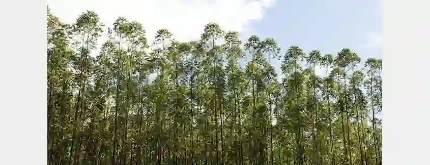 Suzano Elevates Biodiversity to Core Pulp Strategy