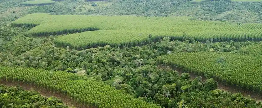 Veracel Leads Forest Restoration Effort in Brazil
