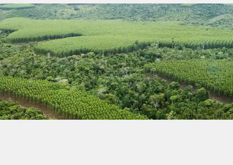 Veracel Leads Forest Restoration Effort in Brazil