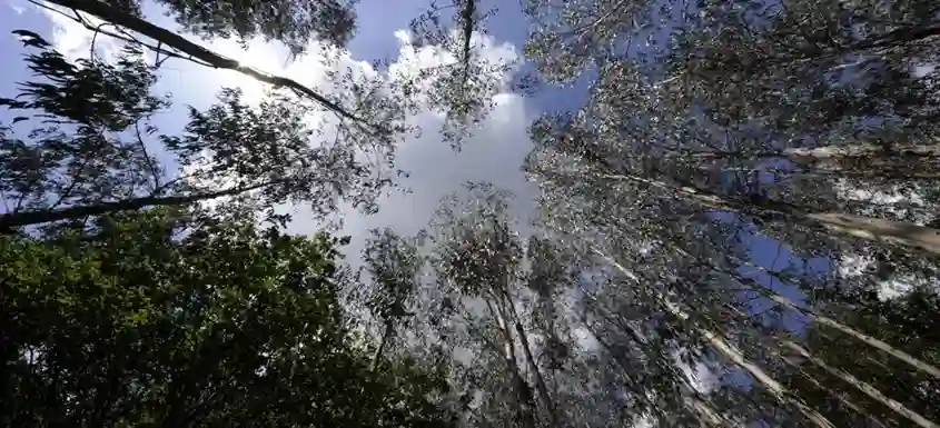 Forest canopy viewed from below in a eucalyptus plantation